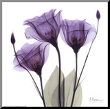 Royal Purple Gentian Trio
