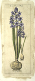 Embellished Hyacinth II