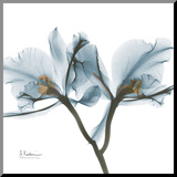 Orchids in Blue