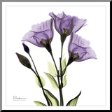 Gentian in Purple