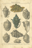 Seaside Treasures II