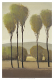 Tall Birches II