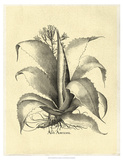 Crackled Besler Aloe Americana