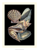 Treasures of the Sea II