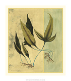 Tropical Fern VI