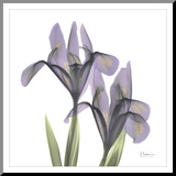 A Gift of Flowers in Purple