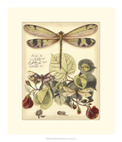 Whimsical Dragonflies II