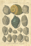 Seaside Treasures III