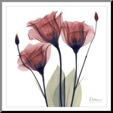 Gentian Trio in Red
