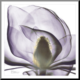 Precious Orchid in Purple Close