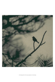 Caligraphy Bird I