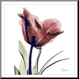 Single Tulip in Red