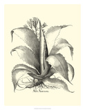 Besler Aloe Americana
