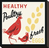 Healthy Poultry-Fresh Eggs