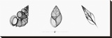X-Ray Landsnail Triptych