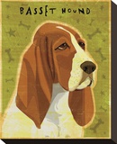 Basset Hound
