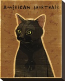 American Shorthair