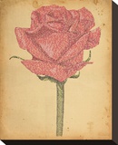 Romeo and Juliet Rose
