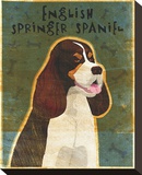 English Springer Spaniel (tri-color)