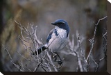 Scrub Jay