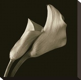 Calla Lilies