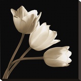 Three Tulips