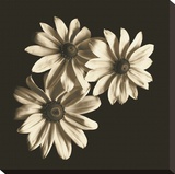 Three Black-Eyed Susans