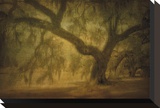 Avery Island Oaks  Study 10