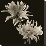 Dahlia