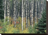 Autumn Birch