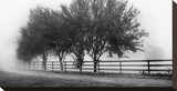 Row of Trees II