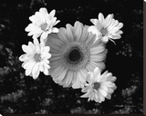 Gerber Daisies