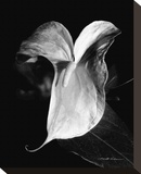 Anthurium