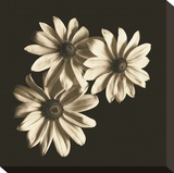 Three Black-Eyed Susans