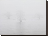 Three Quiet Trees
