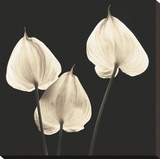 Three Tropicals