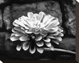 Zinnia