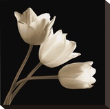Three Tulips