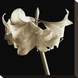 Amaryllis