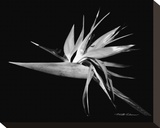Bird of Paradise