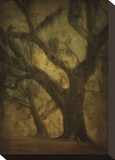 Avery Island Oaks  Study 2