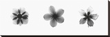 X-Ray Frangipani Triptych