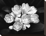 Camellia Bloom