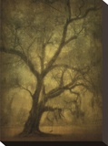 Avery Island Oaks  Study 12