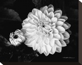 Chrysanthemum