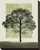 Natures Shapes I