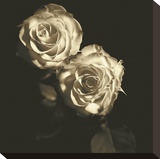 Circus Roses