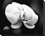 White Orchid