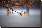 Fog Leaf