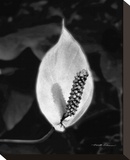 Peace Lily
